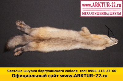 Светлые шкурки баргузинского соболя Светлые шкурки баргузинского соболя