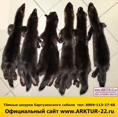 Тёмные шкурки баргузинского соболя Тёмные шкурки баргузинского соболя