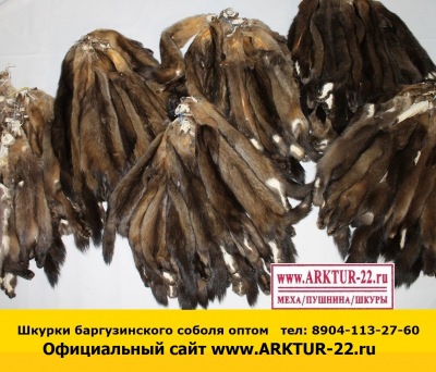 Шкурки баргузинского соболя оптом Шкурки баргузинского соболя оптом