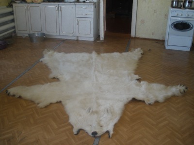 Продаем шкуру белого медведя!!! Продаем шкуру белого медведя!!!